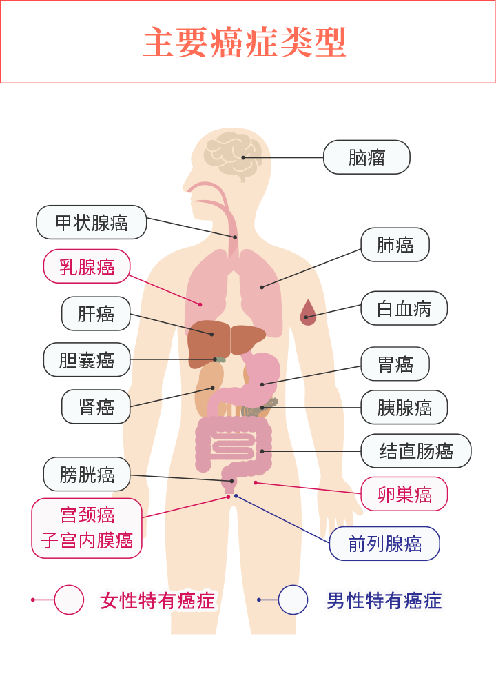 【主要癌症类型】甲状腺癌、肝癌、胆囊癌、肾癌、膀胱癌、脑瘤、肺癌、白血病、胃癌、胰腺癌、结直肠癌／＜女性特有癌症＞乳腺癌、宫颈癌・子宫内膜癌、卵巢癌／＜男性特有癌症＞前列腺癌