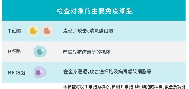 检查对象的主要免疫细胞：【T细胞】发现并攻击、清除癌细胞／【B细胞】产生对抗病毒等的抗体／【NK细胞】在全身巡逻，攻击癌细胞及病毒感染细胞等／本检查将以 T细胞为核心，检测 B细胞、NK细胞的种类、数量及功能。