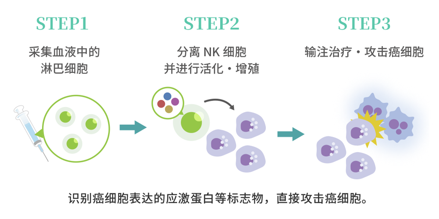 [STEP1]采集血液中的淋巴细胞→[STEP2]分离 NK细胞并进行活化・增殖→[STEP3]输注治疗・攻击癌细胞／识别癌细胞表达的应激蛋白等标志物，直接攻击癌细胞。