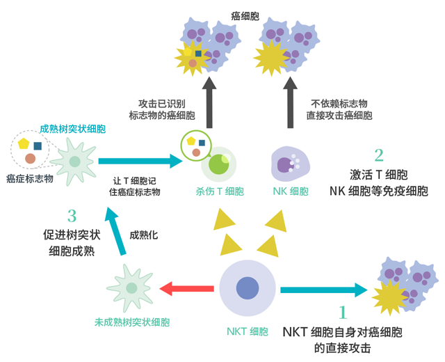 ①[NKT细胞]NKT细胞自身对癌细胞的直接攻击 ②[NKT细胞]激活 T细胞、NK细胞等免疫细胞 [NK细胞]不依赖标志物  直接攻击癌细胞 [杀伤 T细胞]攻击已识别标志物的癌细胞 ③[NKT细胞]促进树突状细胞成熟→[成熟树突状细胞]让 T细胞记住癌症标志物